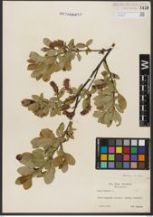 Foto von Salix hastata L.